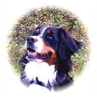 Hund-Cina